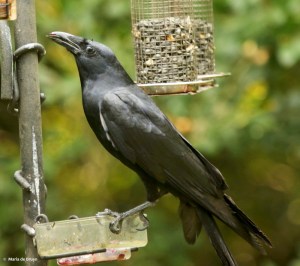 american-crow-dk7a2281-maria-de-bruyn-res