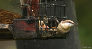 brown-headed-nuthatch-i77a6423-maria-de-bruyn-res