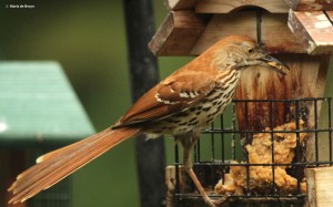 brown-thrasher-img_9913-maria-de-bruyn-res