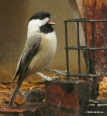 carolina-chickadee-i77a9738-maria-de-bruyn-res