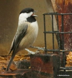 carolina-chickadee-i77a9738-maria-de-bruyn-res