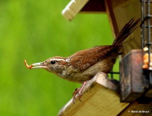 carolina-wren-i77a7312-maria-de-bruyn-res