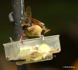 carolina-wren-i77a9547-maria-de-bruyn-res