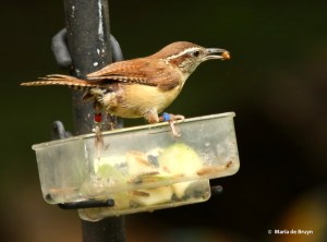 carolina-wren-i77a9548-maria-de-bruyn-res