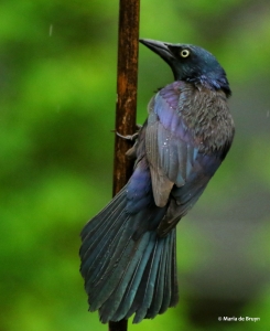common-grackle-i77a1447-maria-de-bruyn-res