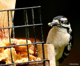 downy-woodpecker-dk7a1967-maria-de-bruyn-res
