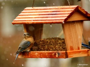 eastern-bluebird-i77a6862-maria-de-bruyn-res