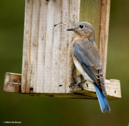 eastern-bluebird-i77a9596-maria-de-bruyn-res
