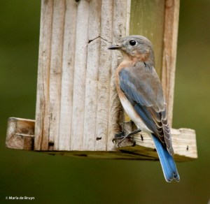 eastern-bluebird-i77a9596-maria-de-bruyn-res