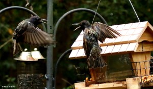 european-starling-dk7a0871-maria-de-bruyn-res