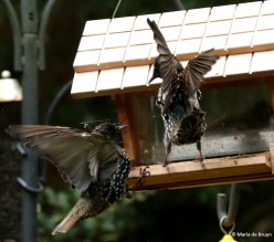 european-starling-dk7a0937-maria-de-bruyn-res