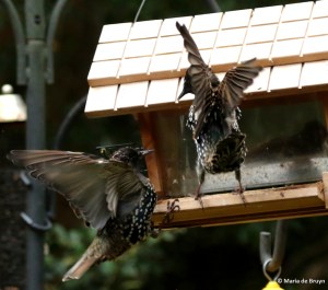 european-starling-dk7a0937-maria-de-bruyn-res