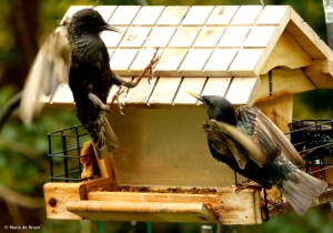 european-starling-dk7a2433-maria-de-bruyn-res