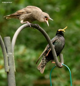 european-starling-dk7a3396-maria-de-bruyn-res