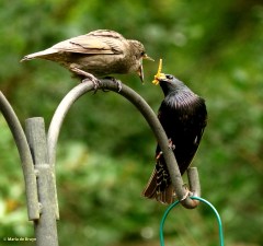 european-starling-dk7a3404-maria-de-bruyn-res