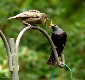 european-starling-dk7a3404-maria-de-bruyn-res