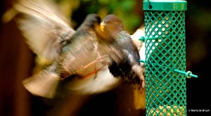 european-starling-dk7a5233-maria-de-bruyn-res