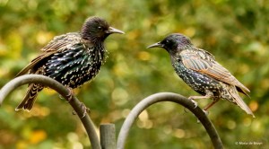 european-starling-dk7a5386-maria-de-bruyn-res