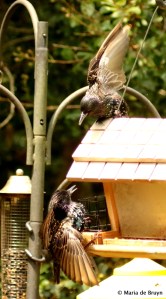 european-starling-dk7a5647-maria-de-bruyn-res