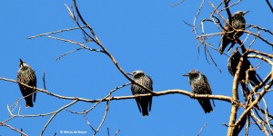 european-starling-i77a1048maria-de-bruyn-res