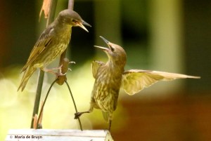 european-starling-i77a7396-maria-de-bruyn-res