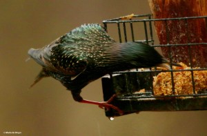 european-starling-i77a9669-maria-de-bruyn-res
