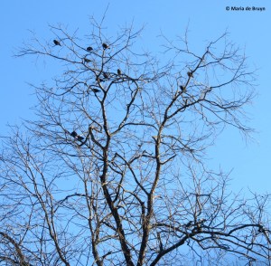 european-starling-img_0035-maria-de-bruyn-res