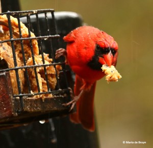 northern-cardinal-i77a2061-maria-de-bruyn-res