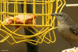 northern-mockingbird-i77a9648-maria-de-bruyn-res