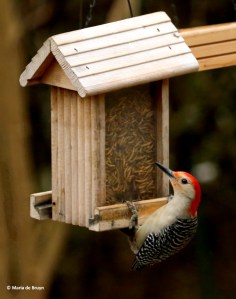red-bellied-woodpecker-dk7a0440-maria-de-bruyn-res