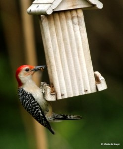 red-bellied-woodpecker-dk7a1833-maria-de-bruyn-res