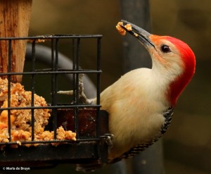 red-bellied-woodpecker-i77a4258maria-de-bruyn-res