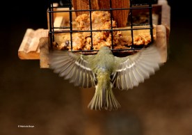 ruby-crowned-kinglet-dk7a0538-maria-de-bruyn-res