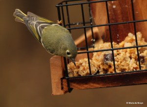 ruby-crowned-kinglet-img_1776-maria-de-bruyn-res