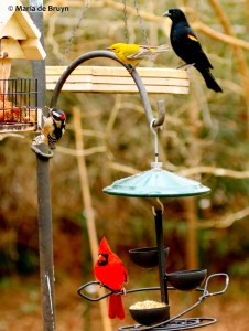 sharing-feeders-i77a9154-maria-de-bruyn-res