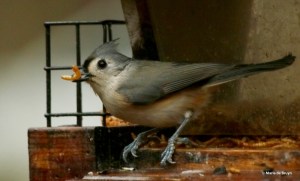 tufted-titmouse-i77a9678-maria-de-bruyn-res