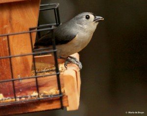 tufted-titmouse-img_4143-maria-de-bruyn-res