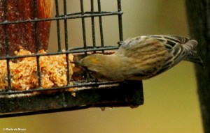 yellow-rumped-warbler-i77a9778-maria-de-bruyn-res