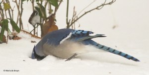 blue-jay-i77a2776-maria-de-bruyn-res
