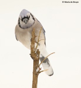 blue-jay-i77a2858-maria-de-bruyn-res