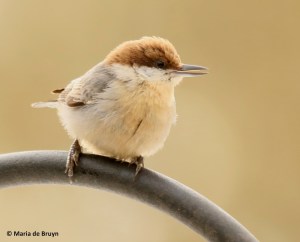 brown-headed-nuthatch-i77a3959-maria-de-bruyn-res
