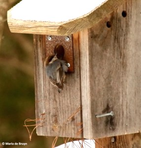 brown-headed-nuthatch-i77a4183-maria-de-bruyn-res