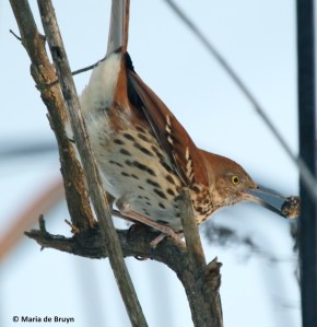 brown-thrasher-i77a3607-maria-de-bruyn-res