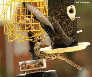 brown-thrasher-i77a3641-maria-de-bruyn-res