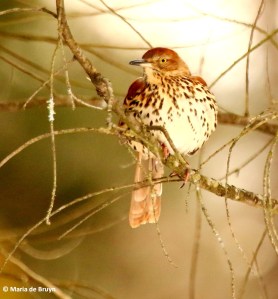 brown-thrasher-i77a4236-maria-de-bruyn-res