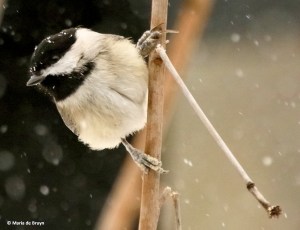 carolina-chickadee-i77a2710-maria-de-bruyn-res