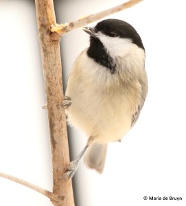 carolina-chickadee-i77a4283-maria-de-bruyn-res