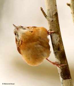carolina-wren-i77a3873-maria-de-bruyn-res