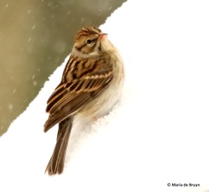 chipping-sparrow-i77a2830-maria-de-bruyn-res