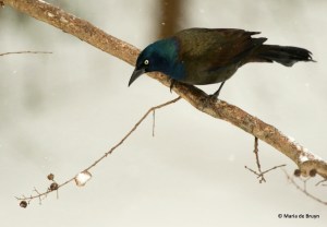 common-grackle-i77a3068-maria-de-bruyn-res